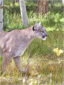 Mountain Lions of Catamount Creek Ranch